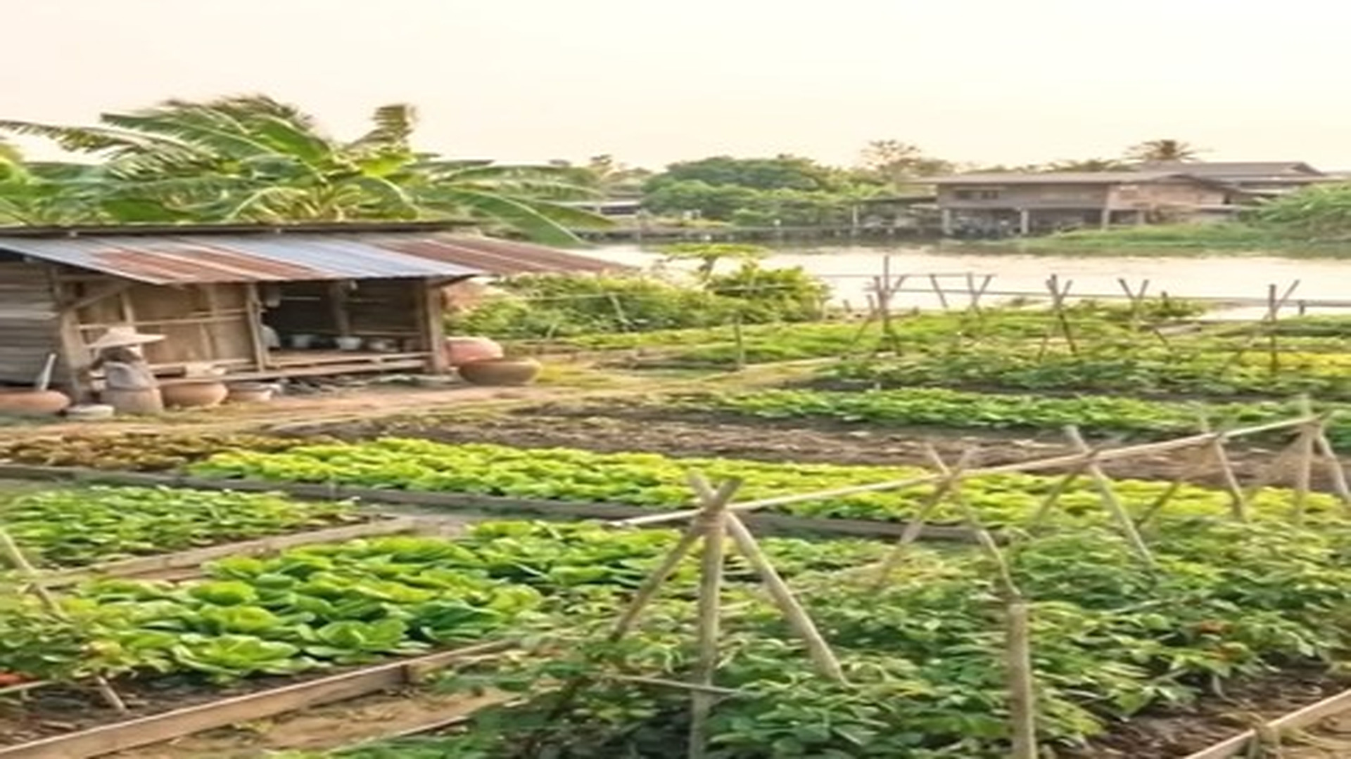 ดูตอนที่ 2: G0806016_มรดก12ล้านไดั47บาท_part2 | Part2 movie thailand